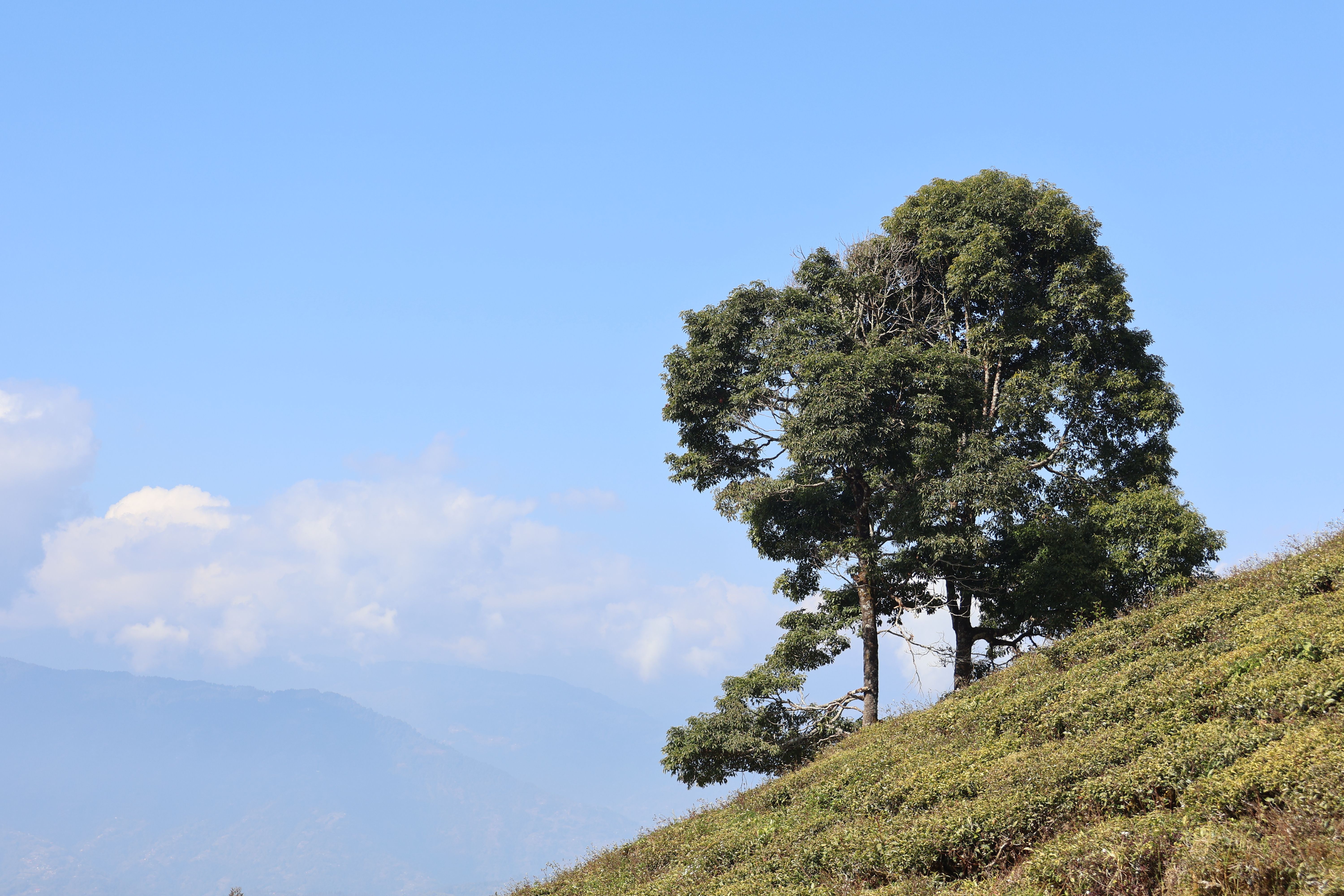 युवा भेला झलक ३